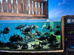 -沙沙哗啦海洋馆(华宇百花谷店)