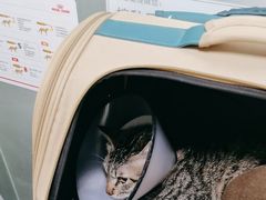 -宠物星动物医院·眼科·异宠·猫科(江南大道总院)