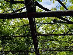 -嘉定紫藤园