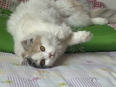 -糯米喵星人总部直营旗舰店·猫舍·幼猫出售