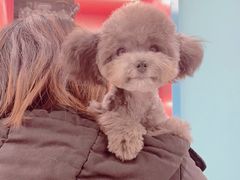-FAELING PETS美天灵宠物(合生汇店)
