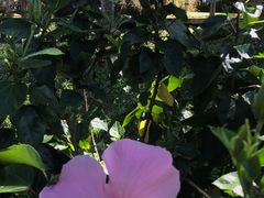 景点-大树秋千