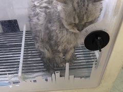 -心仪动物医院·牙专科·肿瘤·心脏科(西客站院)