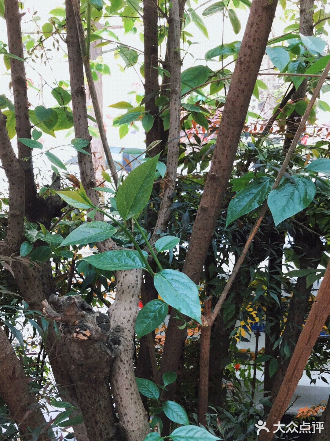 一定焯水后再进行烹饪，下面我就来讲一下是哪3种蔬菜吧！