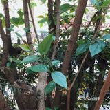 一定焯水后再进行烹饪，下面我就来讲一下是哪3种蔬菜吧！