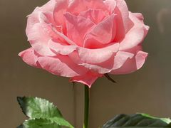 -一壶私房菜·顺德菜·顺德鱼生