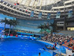 -海合安成都极地海洋公园