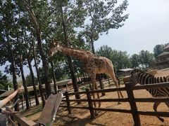 -大连森林动物园