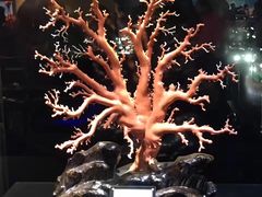 -绮丽珊瑚(台北101旗舰门市店)