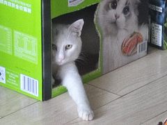 -派特宠物医院(圆融广场店)