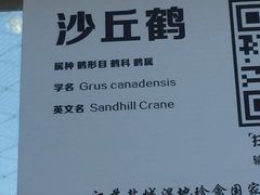 -盐城丹顶鹤湿地生态旅游区