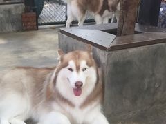 -TrueLove @ Neverland (Husky Cafe)