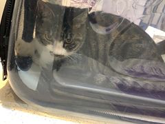 -宠爱国际动物医院· 猫科· 外科·中兽医(长白店)