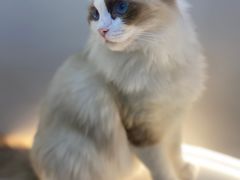 -COLOR PETS 撸猫馆·购猫·猫咖(长风大悦城店)
