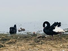 -西山漾湿地公园