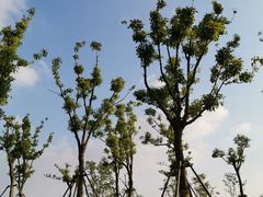 -春花秋色城市公园