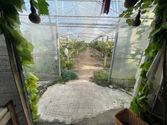 -马陆小张葡萄园农家乐