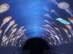-贝壳梦幻世界