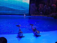 -芜湖新华联大白鲸海洋公园