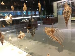 -青岛贝壳博物馆