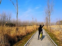 -合肥滨湖国家森林公园