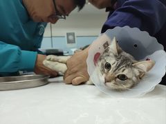 -中农国际动物医院24小时·猫科·骨科·急重症中心