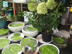 -曲阳花鸟市场(曲阳路店)
