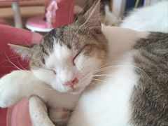 -Sweet cat·星愿猫咖(国贸大厦店)