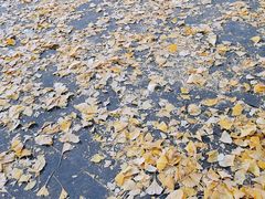 -四川大学(华西校区)