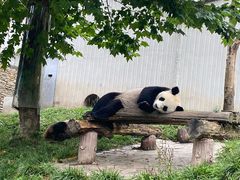-卧龙中华大熊猫苑神树坪基地