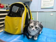 -纳吉亚猫专科动物诊疗中心(蒋宅口分院)