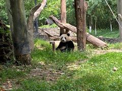 -都江堰中华大熊猫苑