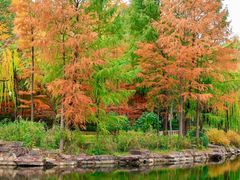 -上海海湾国家森林公园