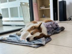 -萌兽医馆·眼科·异宠专科(三里屯店)