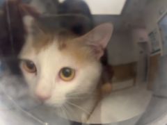 -瑞派康怡24h宠物医院·犬猫医疗中心·微创绝育(瑞景分院)