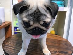 -PETKIT 小佩宠物·低压洗护·美容·寄养(安远店)