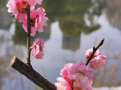-和平公园