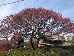 -太湖饭店·寄畅轩中餐厅
