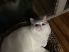 -猫大福·Fortune Cat猫舍(百子湾店)