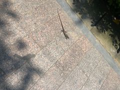 -深圳湾公园(南山区)