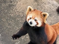 -合肥野生动物园