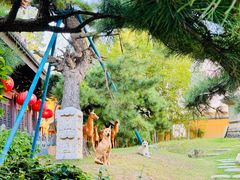 -龙华素斋(龙华路店)