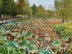 -沐仙湖湿地公园