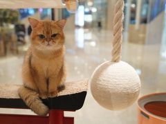-momokira米努特·德文卷毛猫·棉花面纱犬