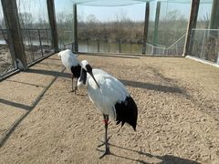 -盐城丹顶鹤湿地生态旅游区