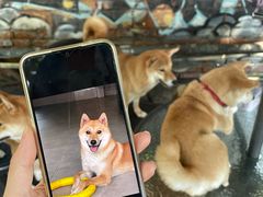 -柴犬高等学院·狗咖·柴犬售卖·宠物训练