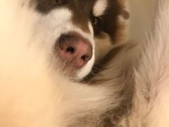 -艾贝尔宠物医院·24H转诊中心·肿瘤猫专科(江宁双龙店)