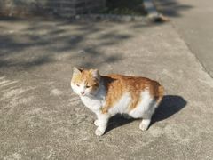 -高旻寺