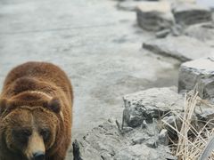 -北京野生动物园