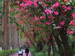 -深圳国际园林花卉博览园